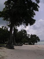 tree in a beach