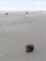 shell