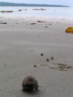 shell