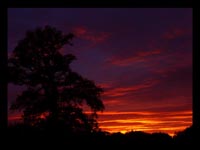 tree in the sunset