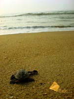 Baby Turtle