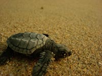 Baby see turtle