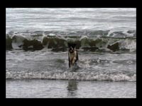 dog in the sea shore